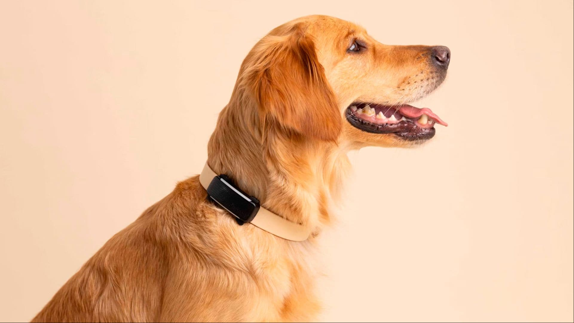 Probamos el localizador para perros más vendido y con seguimiento en tiempo real