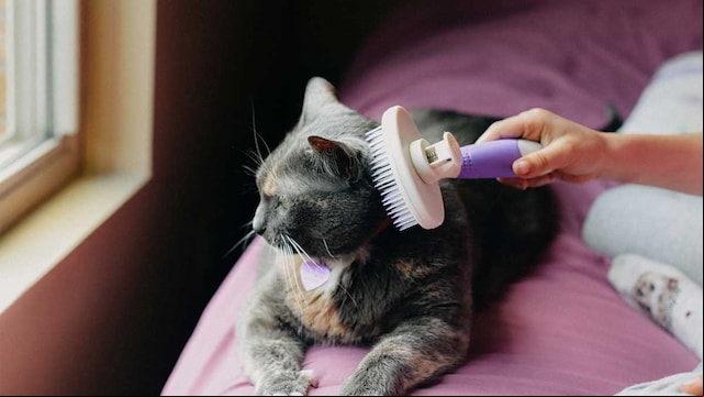 cepillos gatos