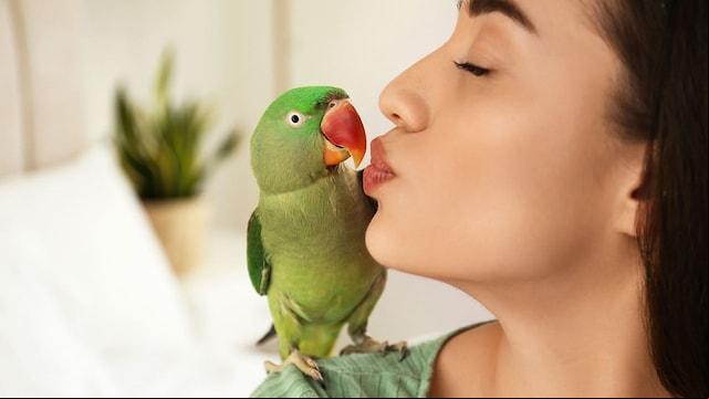 como ensenar hablar loro