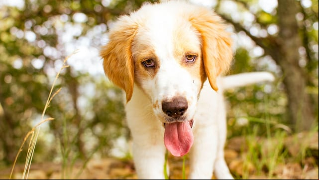 golpe calor perros