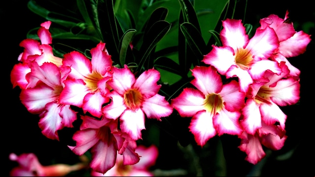La floración de la rosa del desierto (‘Adenium obesum’) se produce durante la primavera y el verano