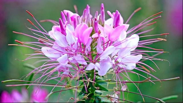 Primer plano de la flor araña o Cleome spinosa
