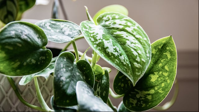 Poto (Epipremnum aureum)