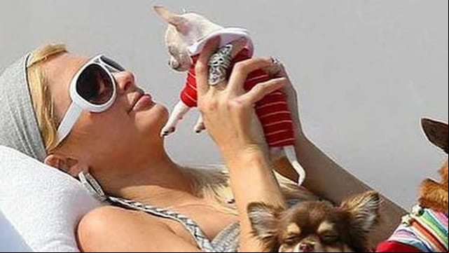 paris hilton muere perrito chihuahua