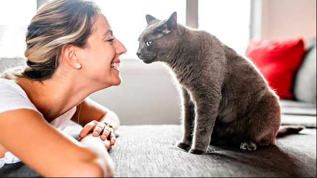 juegos para gatos mejorar relacion vinculo
