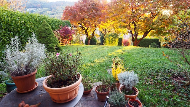 Idílico rincón de jardín de principios de otoño con diferentes hierbas aromáticas. Seto de laurel con arbustos ornamentales, coloridos árboles de caqui y ondulantes colinas al fondo.