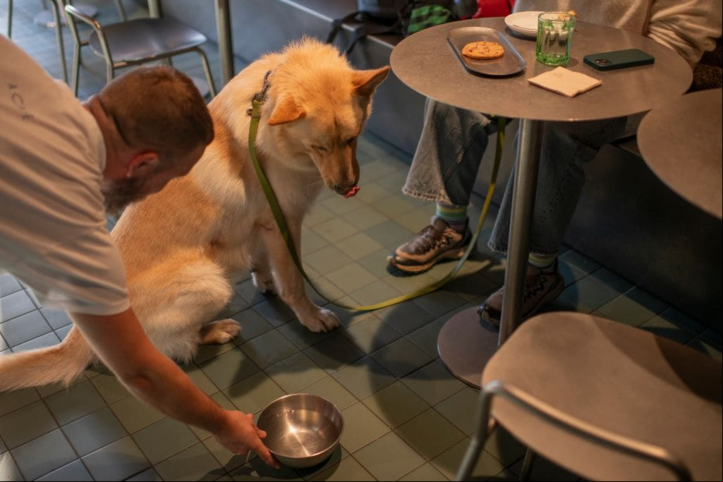 En ‘A Café’, frente a la Plaza de Abastos de Santiago de Compostela, también son itidas las mascotas.