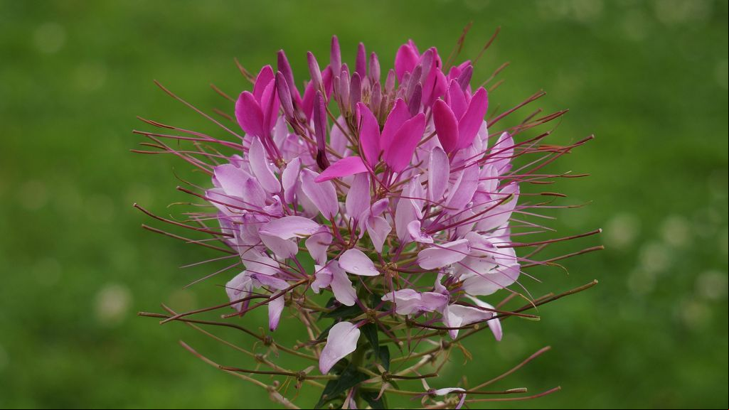 Cleome o flor araña