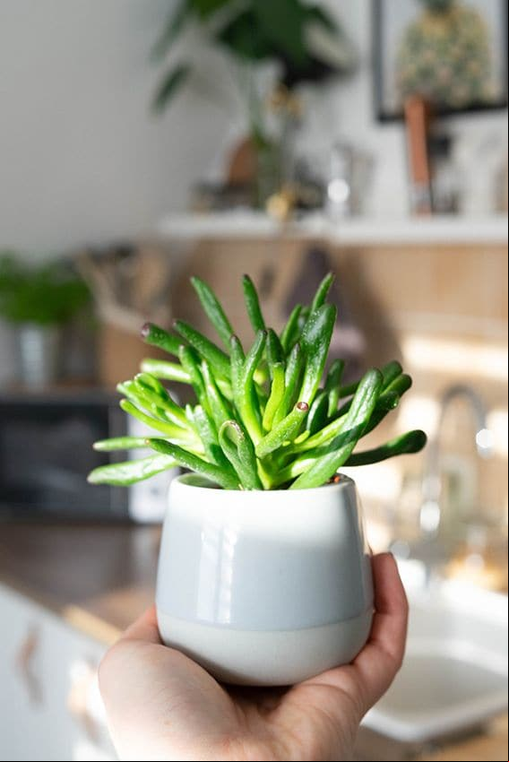 cuidados crassula ovata gollum 06a