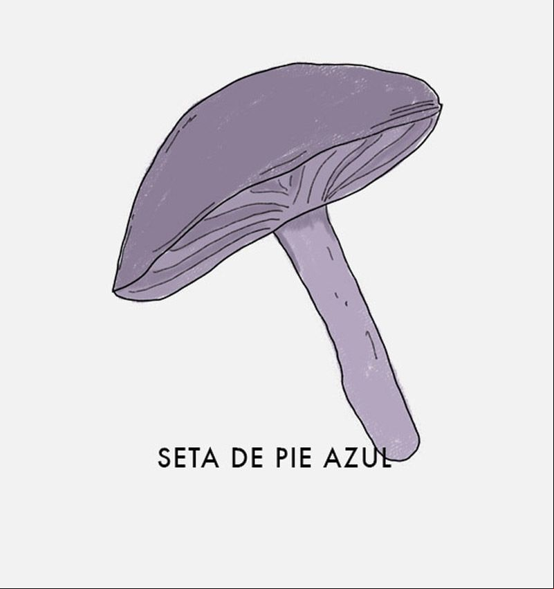 seta de pie azul