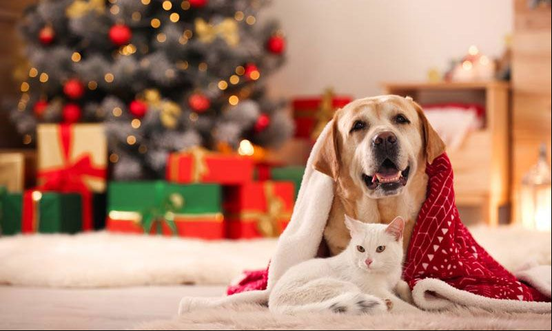 perro gato