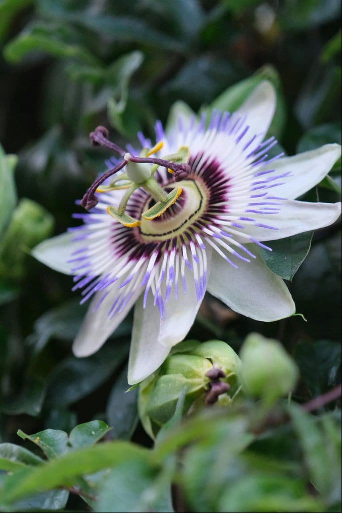 Pasiflora