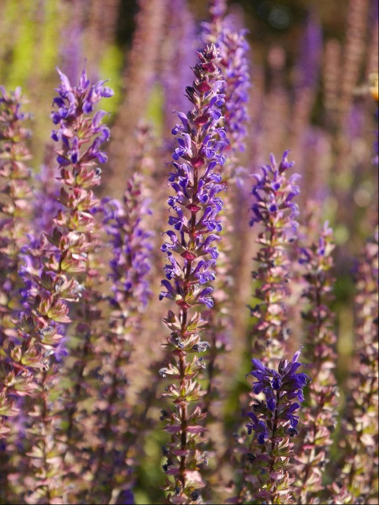 Salvia
