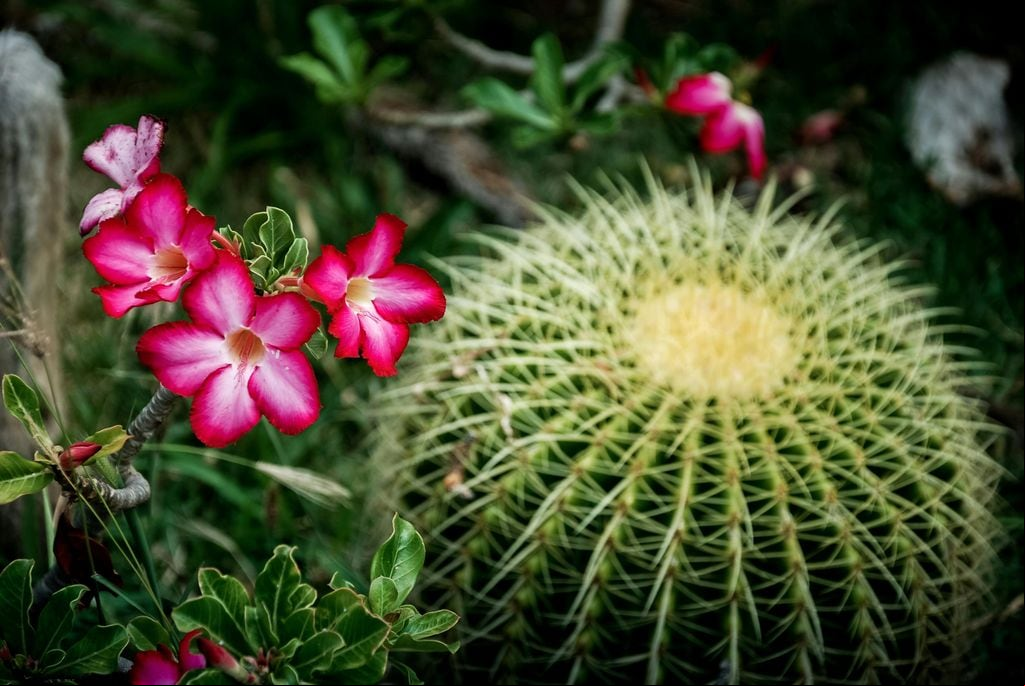 Rosa del desierto y cactus erizo en un jardín de suculentas
