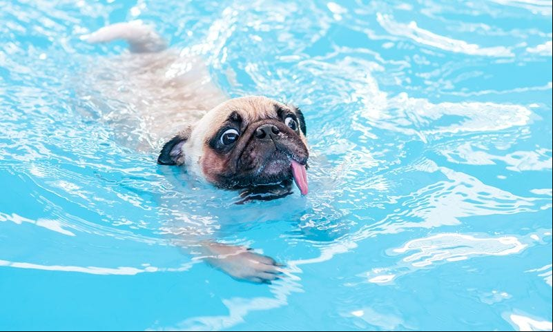 pug en el agua
