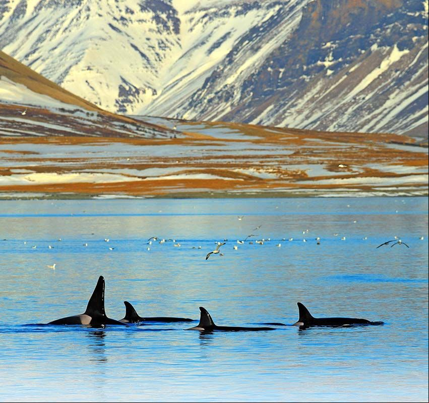 Avistamiento de ballenas en Islandia