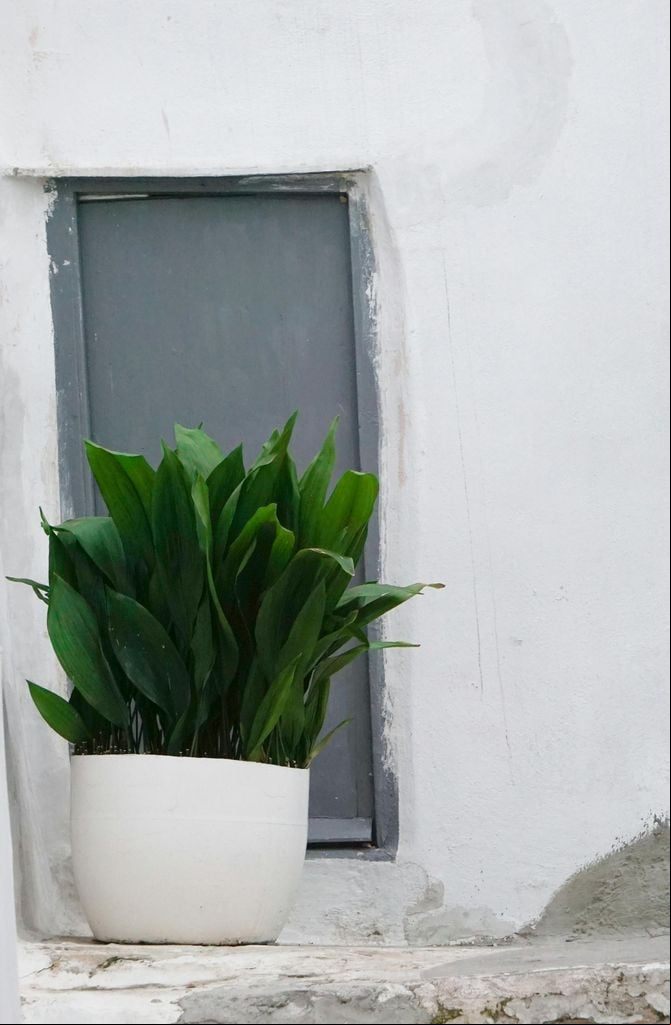 Aspidistra en exterior