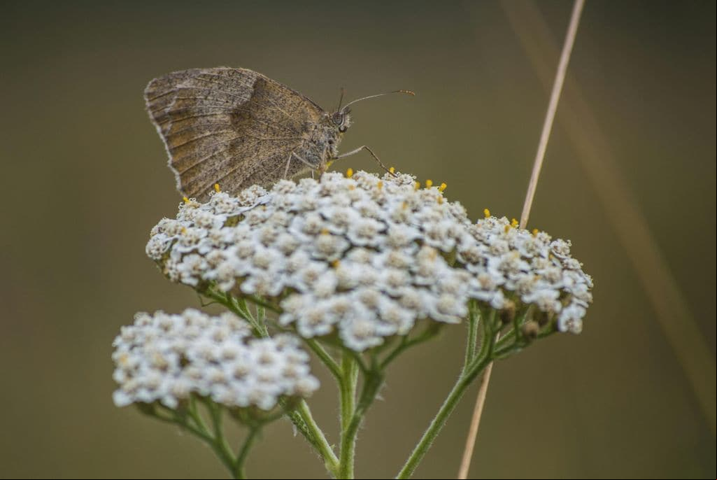 Detalle de una flor milenrama que alberga a una mariposa