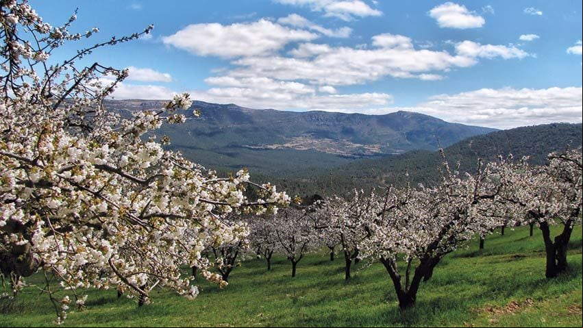 Cerezos en flor en el valle de Las Caderechas, Burgos