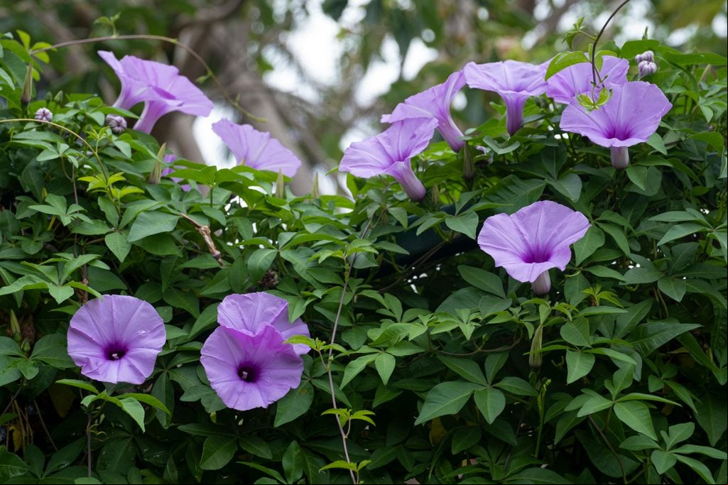 Campanilla morada