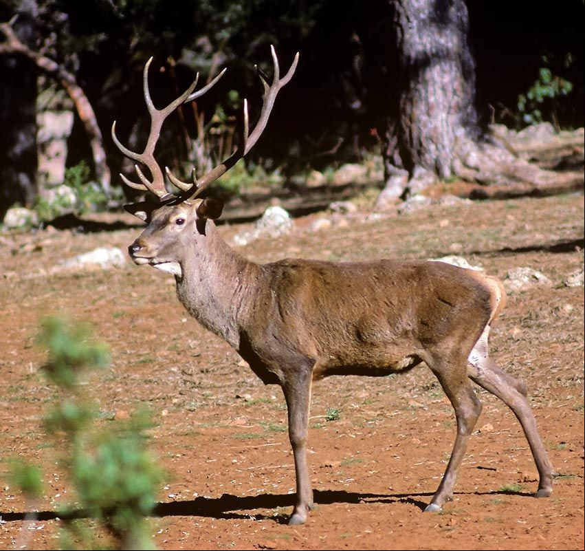 Ciervo en el Parque Natural de Cazorla, Segura y Las Villas