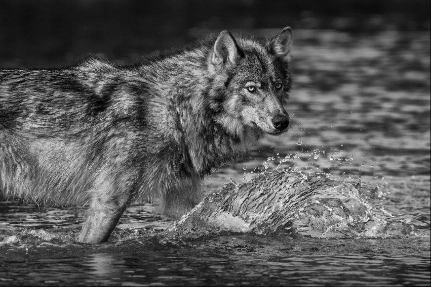sea wolf of the great bear 2011 british columbia canada