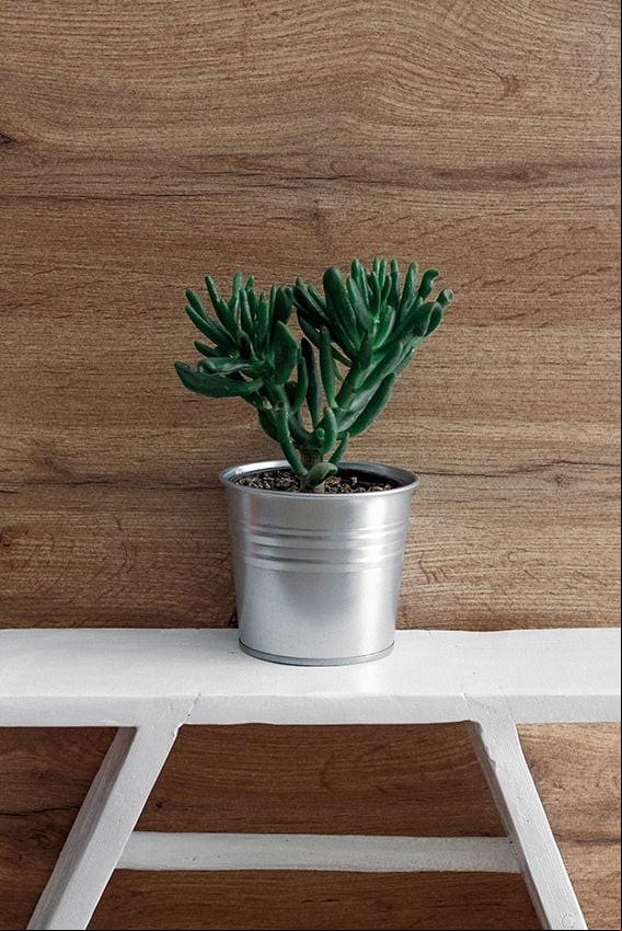 cuidados crassula ovata gollum 09a