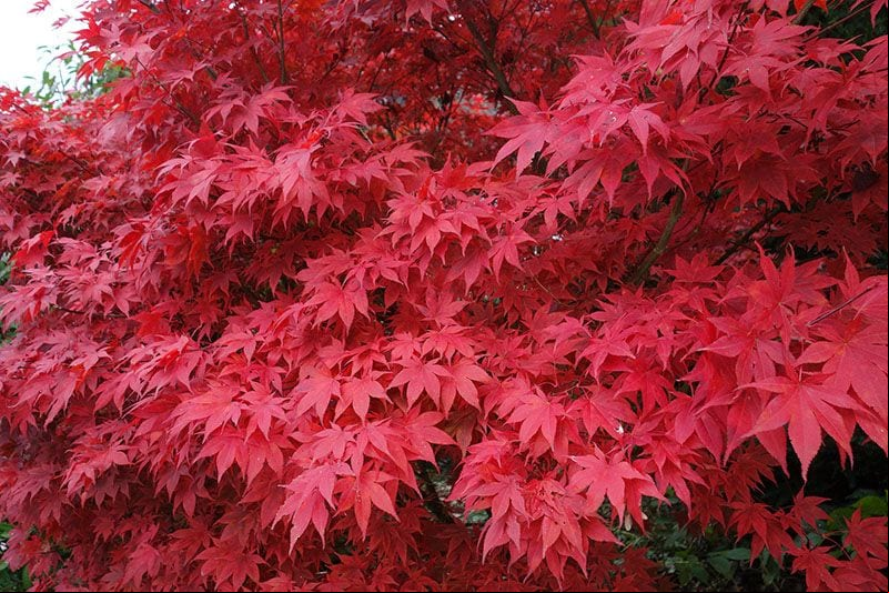 plantas acidofilas jardin 8