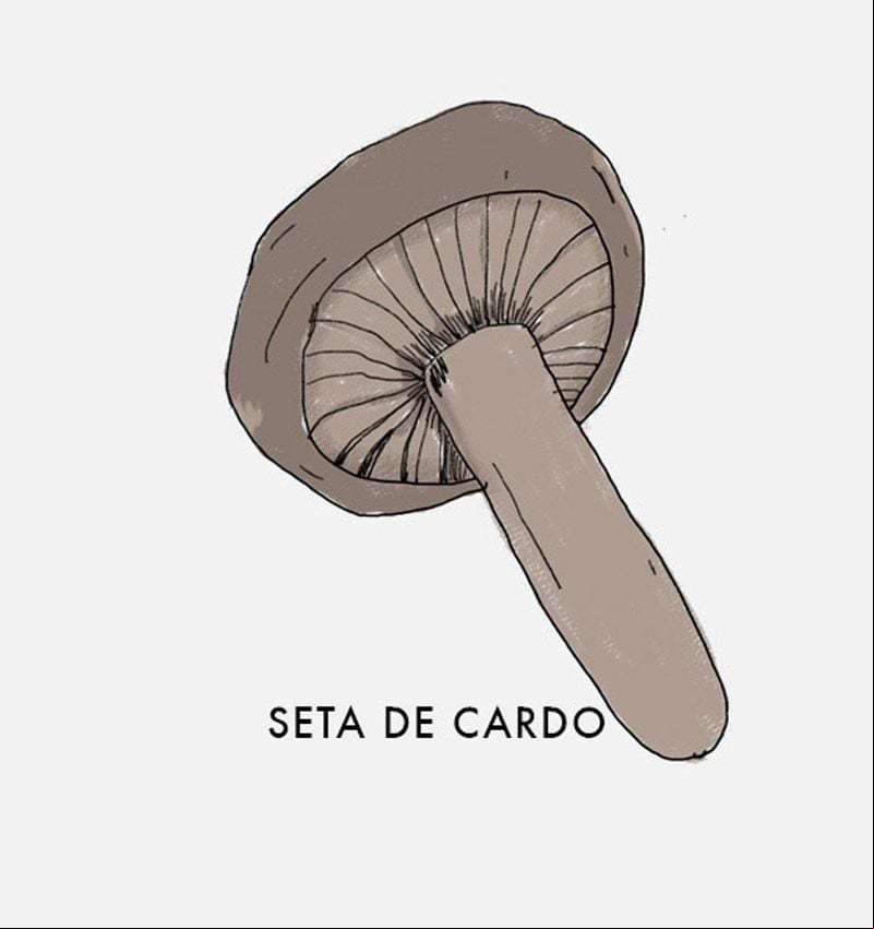 seta de cardo