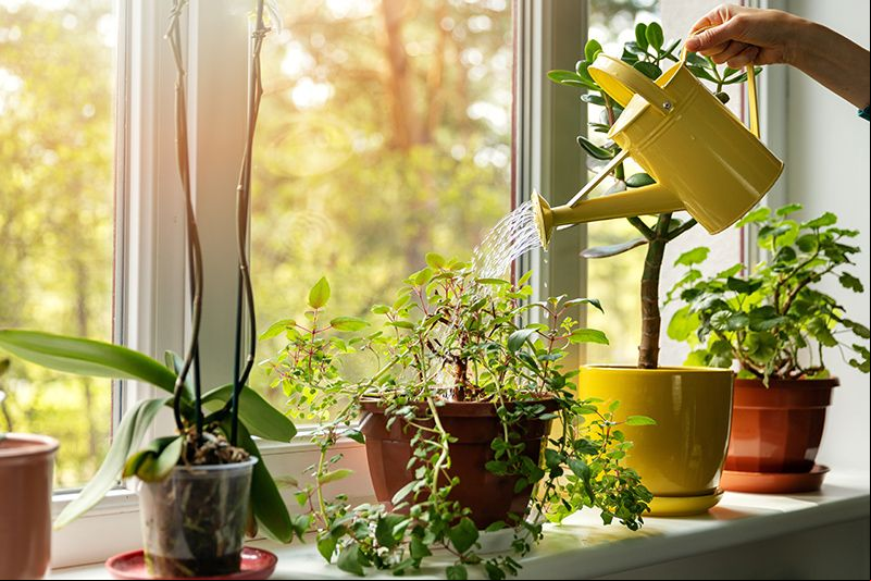 elegir decorar con plantas 06a