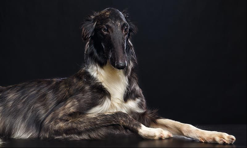 borzoi