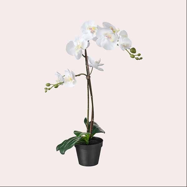 Orquídea blanca FEJKA de IKEA