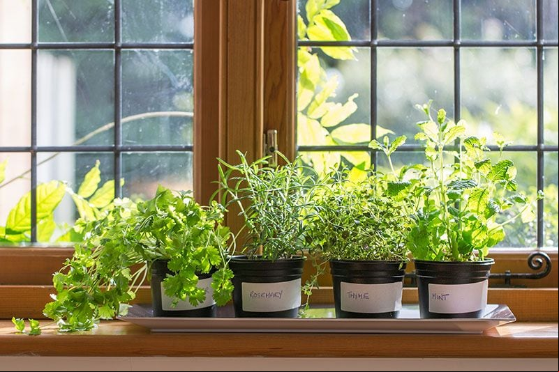 Plantas aromáticas en la ventana de una cocina