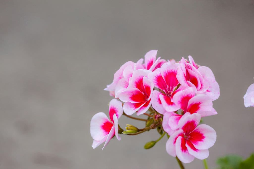 Pelargonium peltatum
