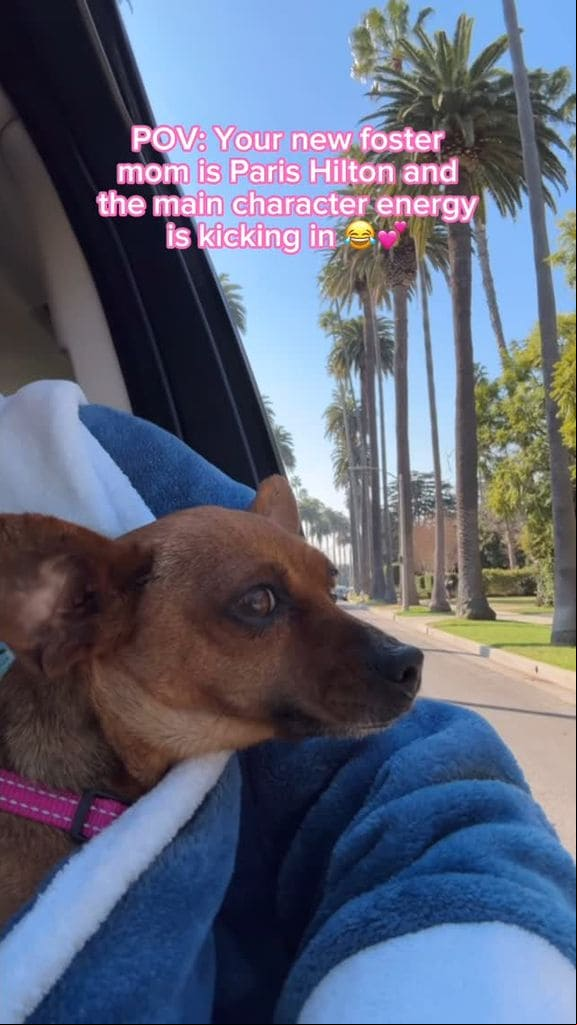 Zuzu, la perrita que Paris Hilton cuidó en su hogar tras los incendios en California 