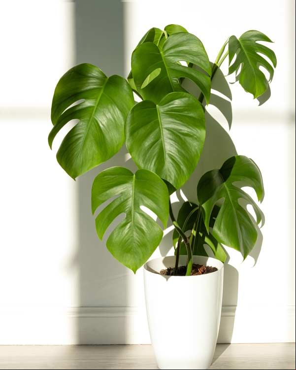 horoscopo verde 5a