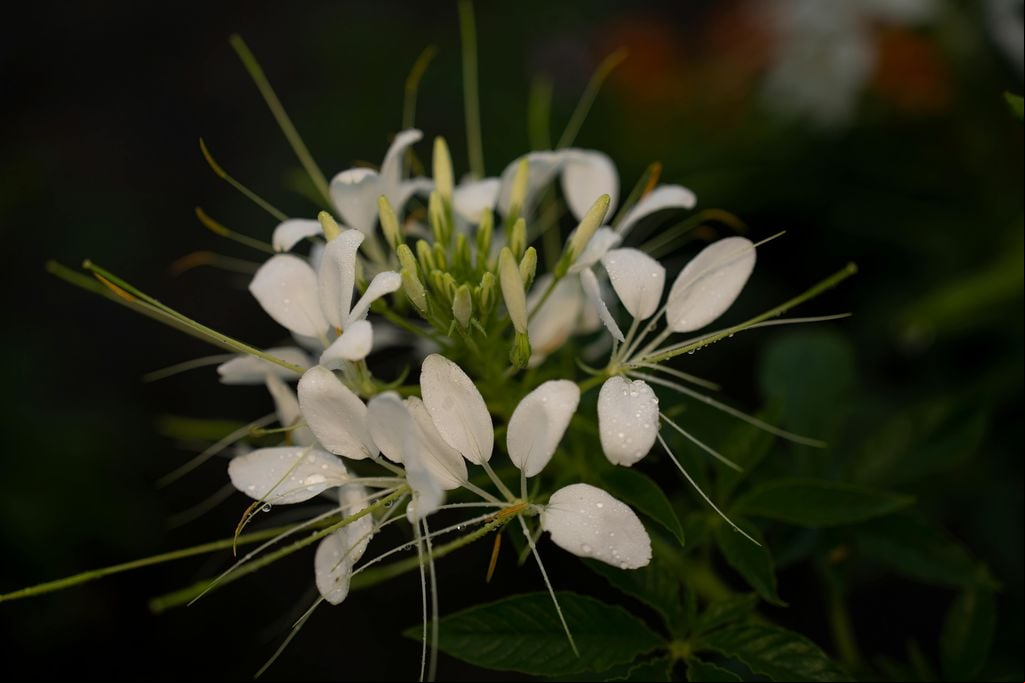 Cleome o flor araña