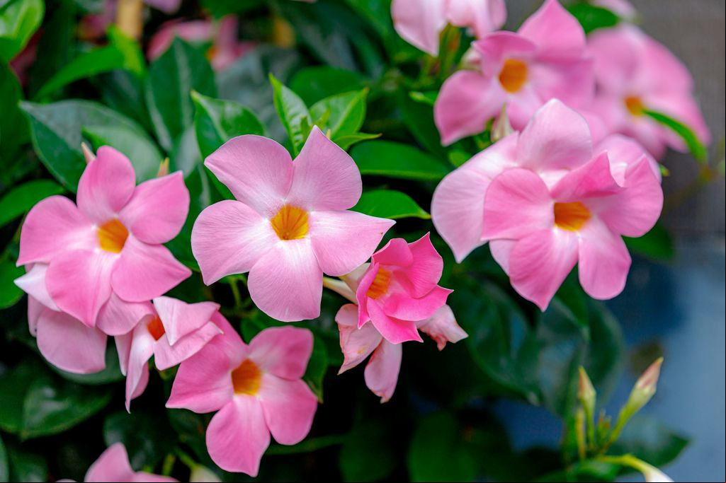 Displadenia o mandevilla