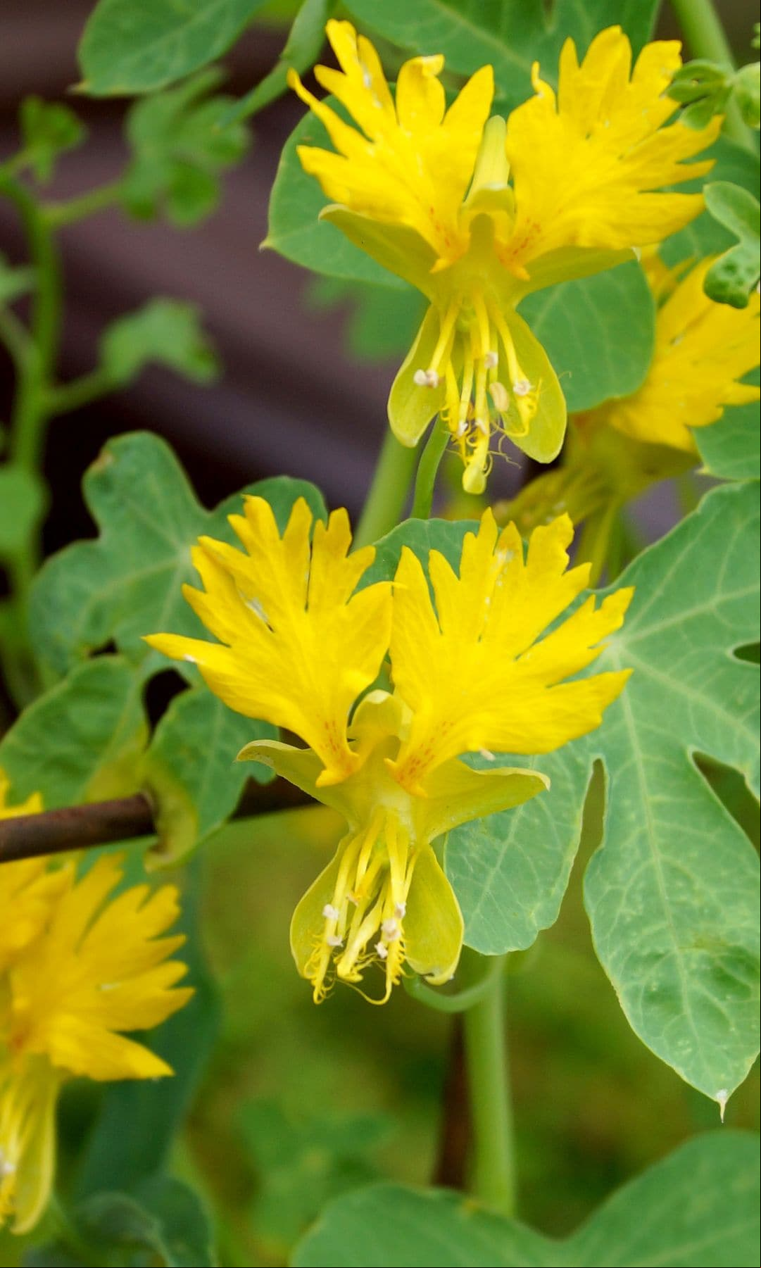 Capuchina o enredadera canaria (Tropaeolum peregrinum)