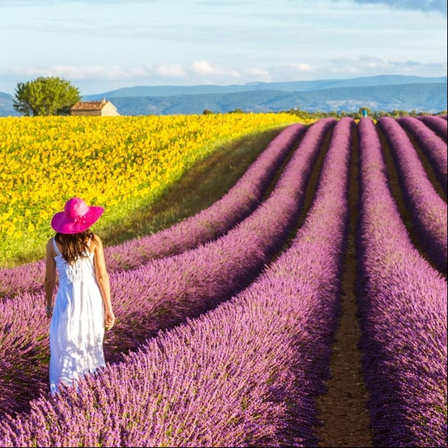 lavanda gettyimages 540309427