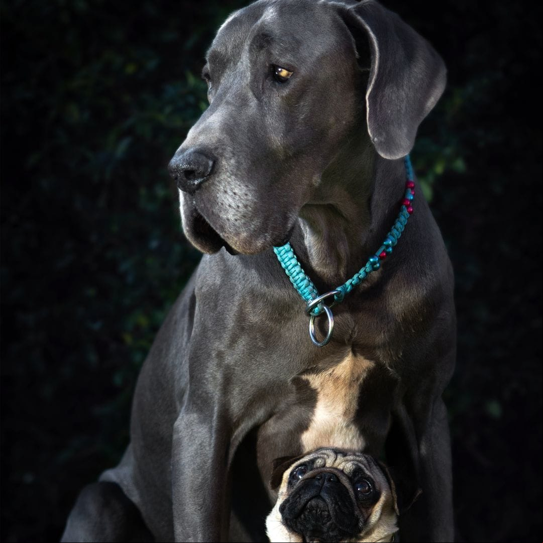 A new pill could help dogs live longer